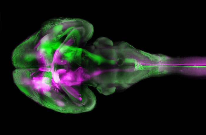 uDISCO�������԰����������͸��