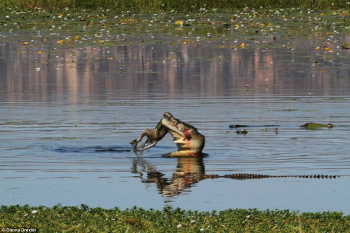 澳洲沼泽4公尺大鳄鱼30秒把袋鼠吞下肚