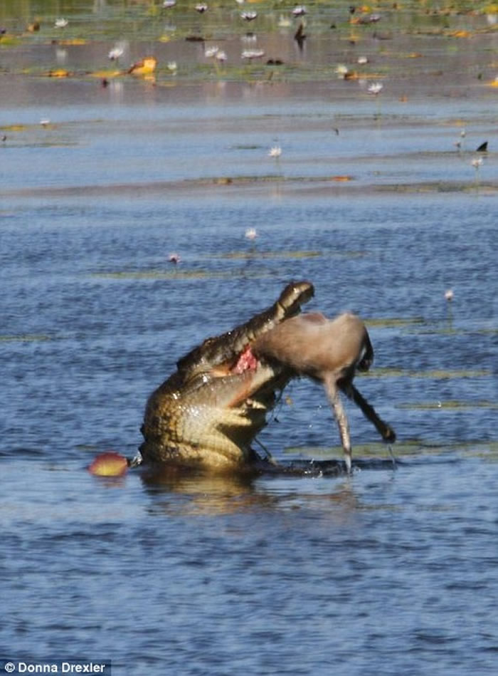 澳洲沼泽4公尺大鳄鱼30秒把袋鼠吞下肚