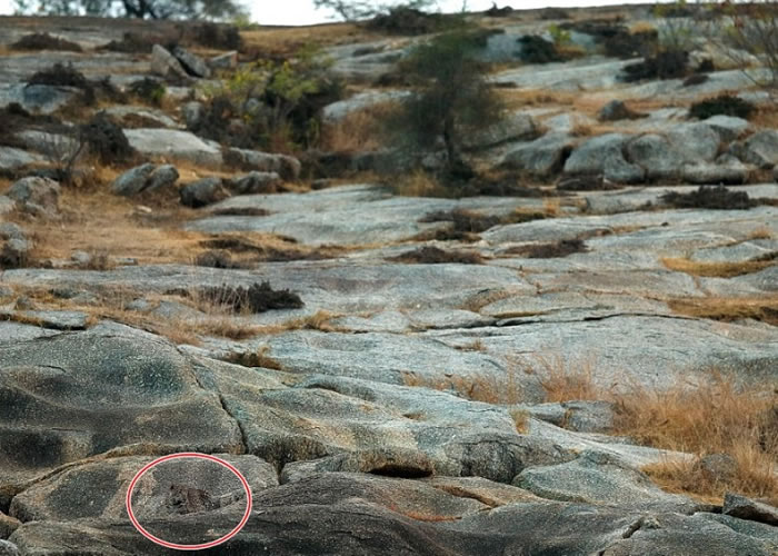 �Ա��������½� ����Ȧʾ����