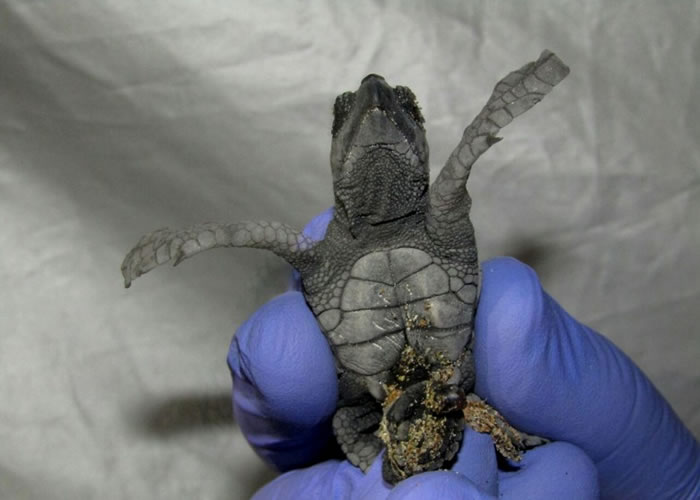 רҰȥĺ캣Ӵ캣ؿƳ