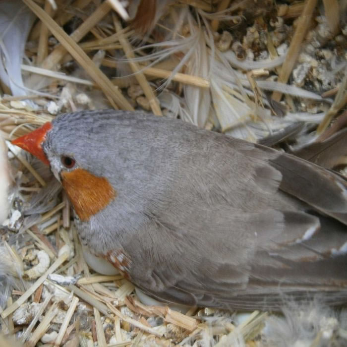 ȫůݰزȸ߷߳衱δĳ