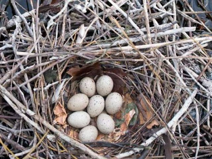 ȫůݰزȸ߷߳衱δĳ