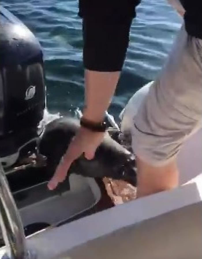 海豹爬上游船:杀人鲸来了拜托不要赶我走