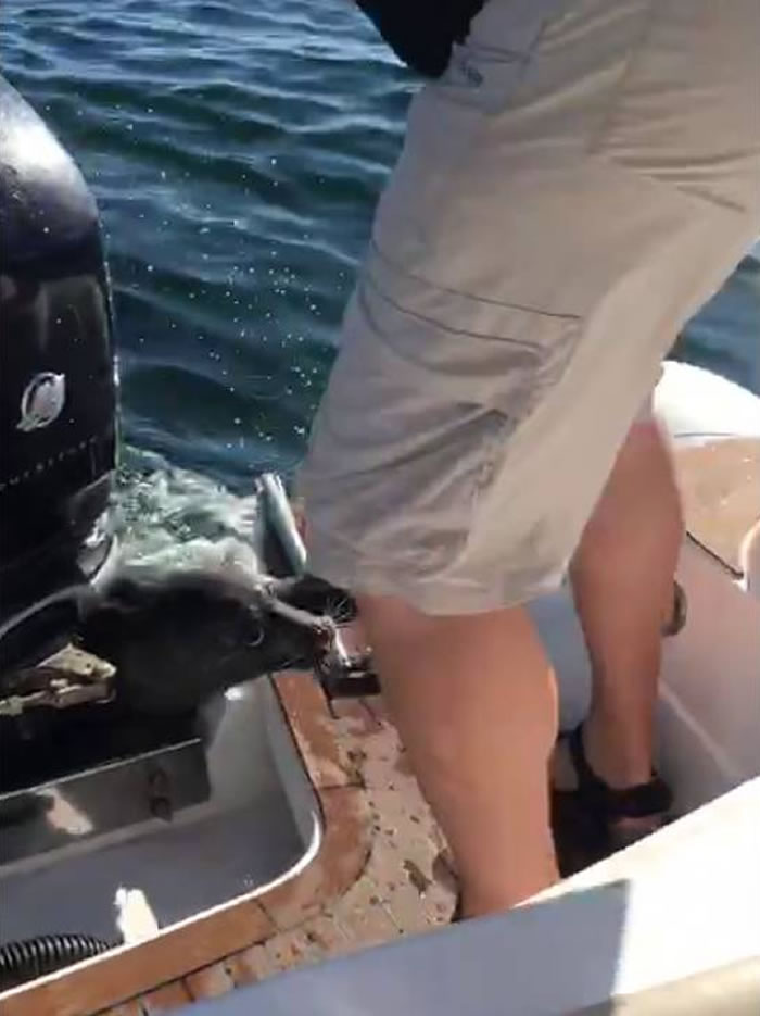 海豹爬上游船:杀人鲸来了拜托不要赶我走