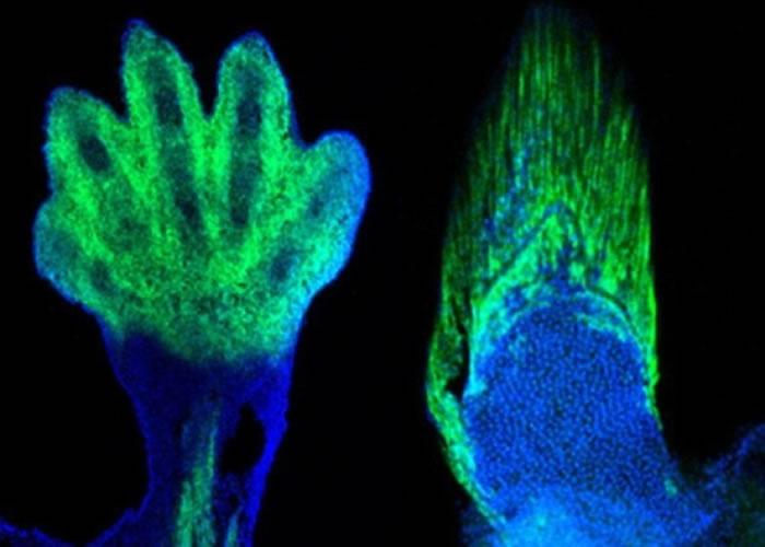 研究斑发现人类的手指和手腕，可能是由鱼鳍进化而成。