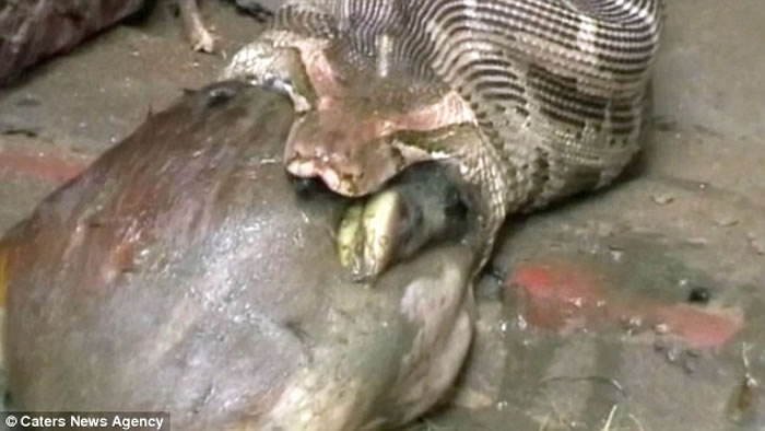 印度3.6公尺蟒蛇吞下整头羚羊 最后反刍吐出来