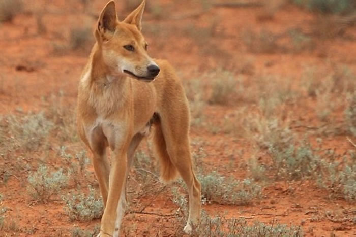 ����ר���о�����Ұ����ͼ����