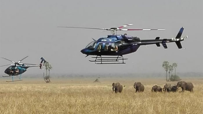 保护组织的直升机低空监视,防止有捕猎者接近。