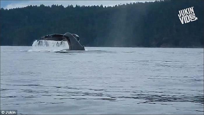 加拿大座头鲸独木舟旁突跃起 游客惊喜变惊慌