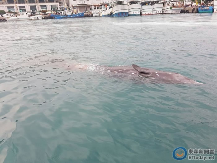 罕见保育类柏氏中喙鲸疑迷途误闯命丧台东富冈渔港