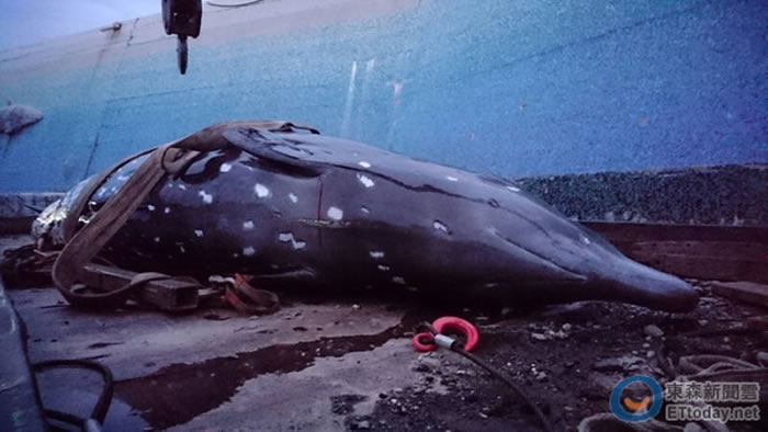 罕见保育类柏氏中喙鲸疑迷途误闯命丧台东富冈渔港