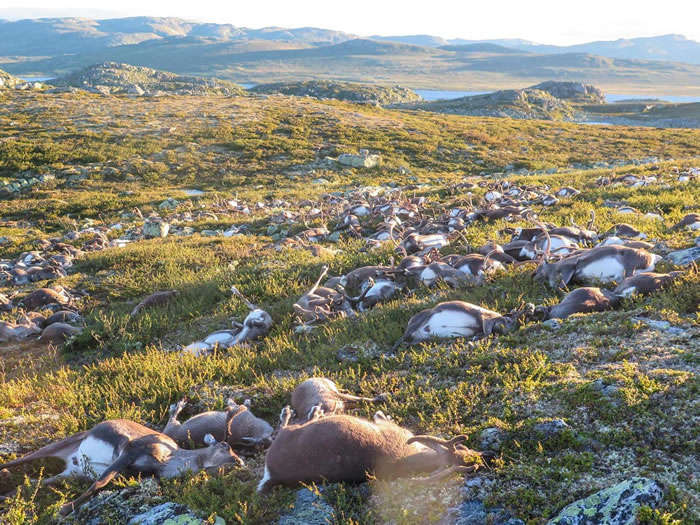 Ų���Ϸ���������ԭ����322ͷҰ��ѱ¹���׻�����