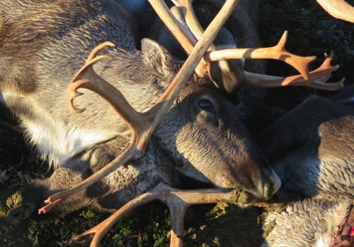 Ų���Ϸ���������ԭ����322ͷҰ��ѱ¹���׻�����