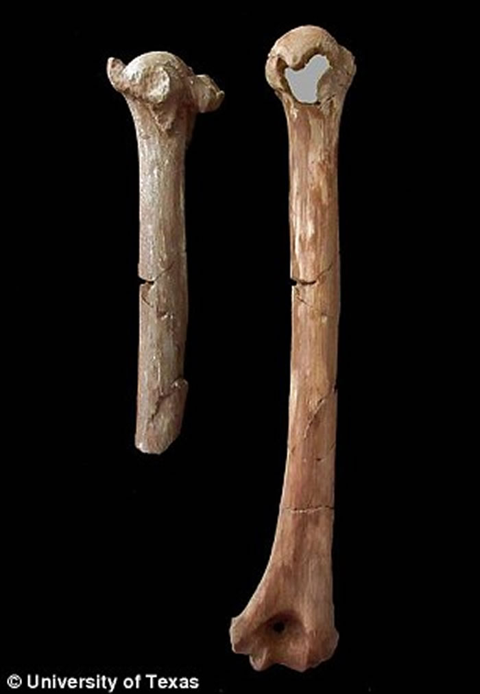 320万年前“人类祖母”露西很可能是从树上摔下而死亡