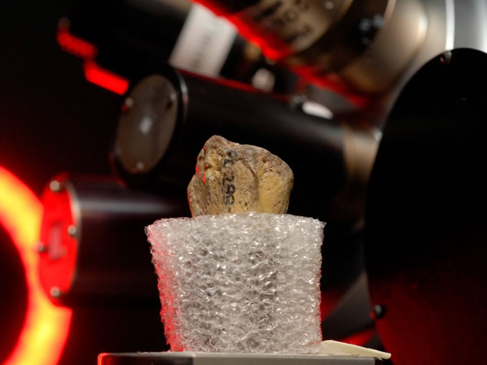 320万年前“人类祖母”露西很可能是从树上摔下而死亡