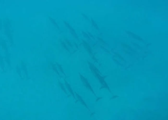 美国计划禁止夏威夷的海豚同游活动。