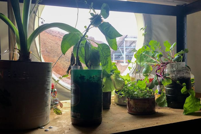 屋内可种植一些新鲜蔬菜和其他植物。