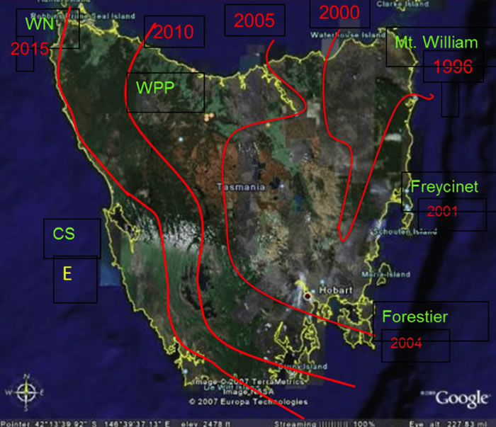 凶猛的袋獾正在被癌症打败