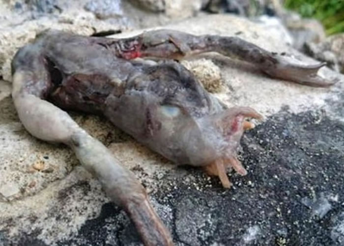 Ų������ɽ;�з���һ�߲���������ʬ