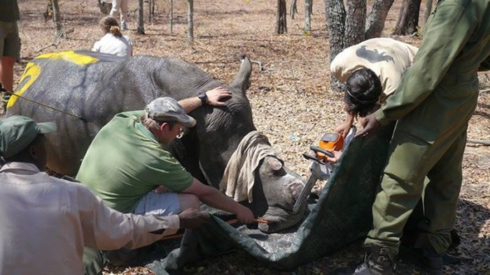 津巴布韦为防止犀牛被猎杀 将为境内700头成年犀牛进行去角