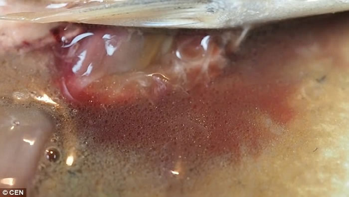 恶心:波兰男子超市买鲭鱼回家 发现鱼肚内满布大量蠕动寄生虫