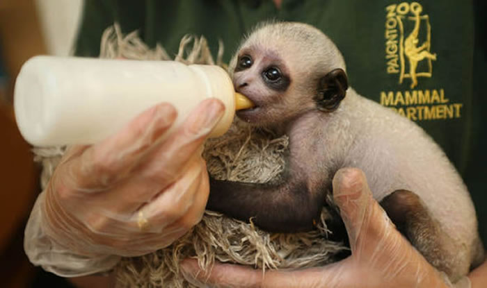 Ӣ�����Ŀ�����԰�����롰���ħ���ǳ����Ƶĺڰ����