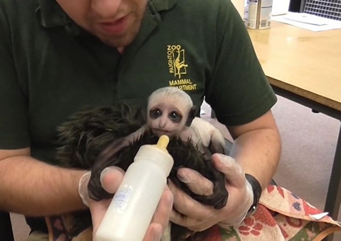 Ӣ�����Ŀ�����԰�����롰���ħ���ǳ����Ƶĺڰ����