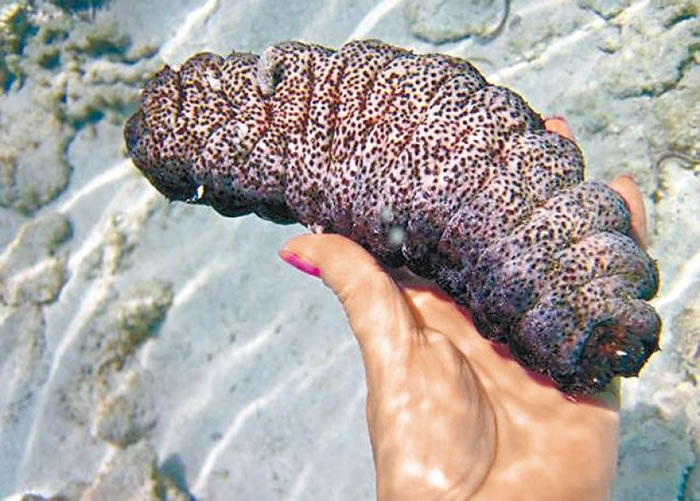 非法海参贩运只需要罚款而不会被判入狱,引来不法分子参与。(资料图片)