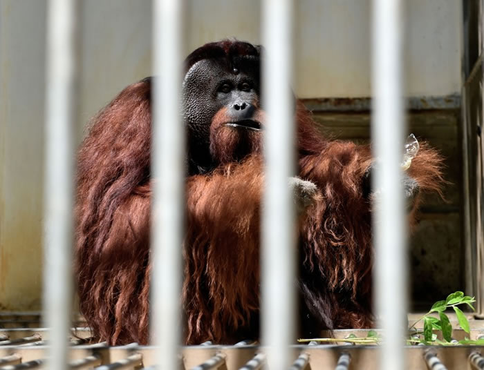 ����������������ȵĳ������������ɡ�