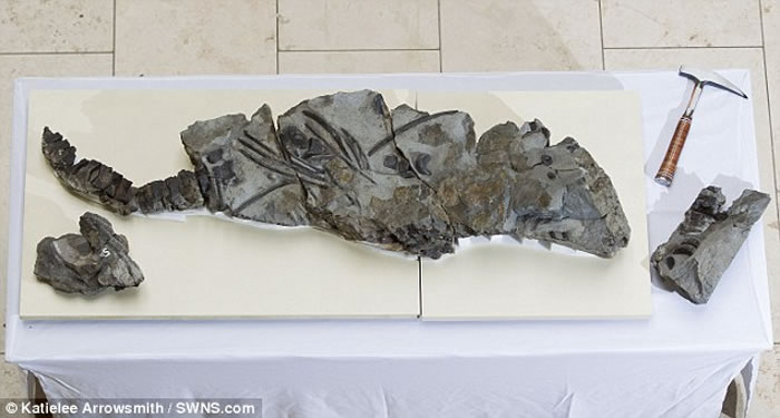 �ո���˹������̲����1.7����ǰԶ����ʳ�Զ�������������ʯ