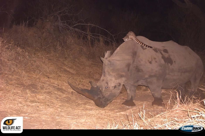 ��������һֻ��Ϭţ