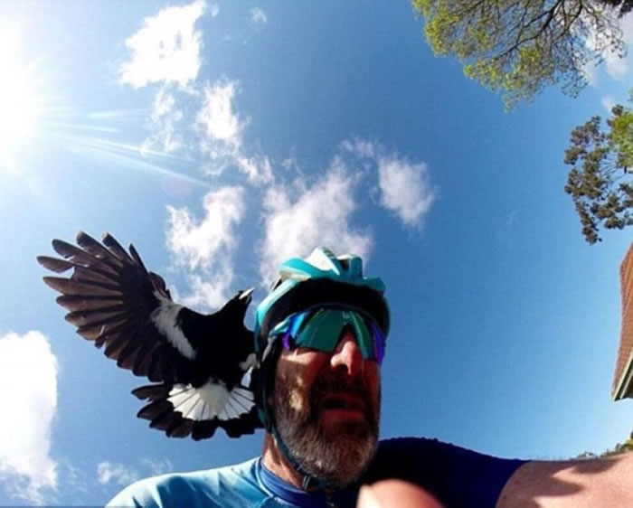 繁殖季节的喜鹊不时冲向途经的单车手。