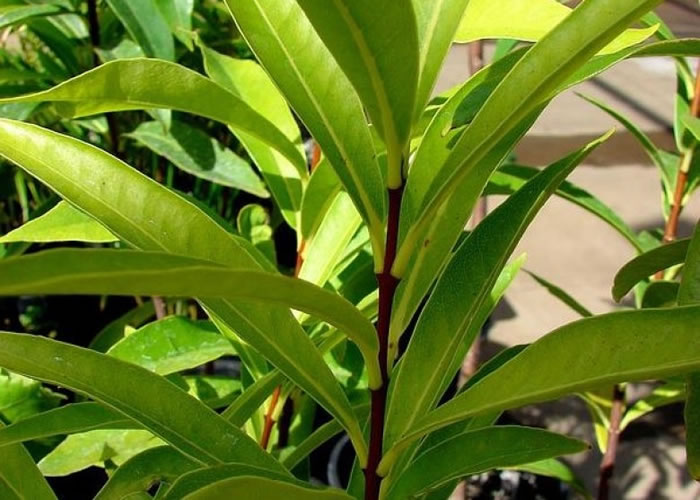 ������һ�ּ�Ϊ���е�ֲ�