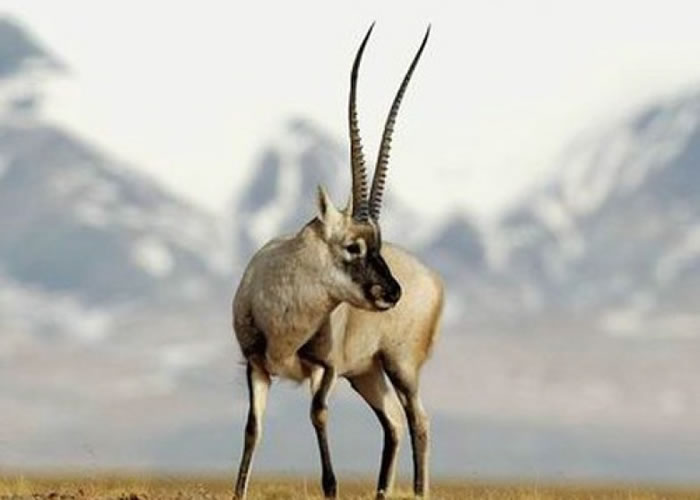 藏羚羊保育传来好消息,从“濒危”降为“近危”。