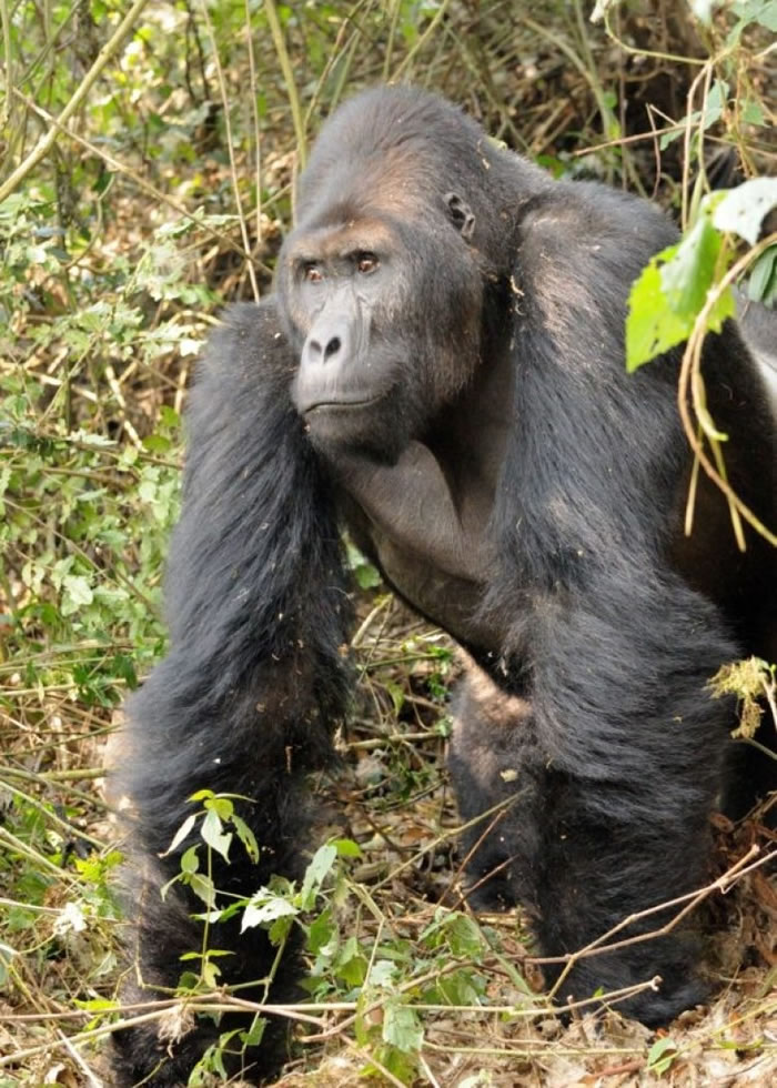 大猩猩家族式群居生活特性易于追踪,因而成为猎杀目标。