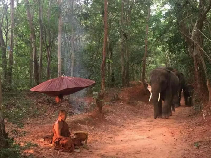 泰国4头大象森林中跪地拜苦僧侣?