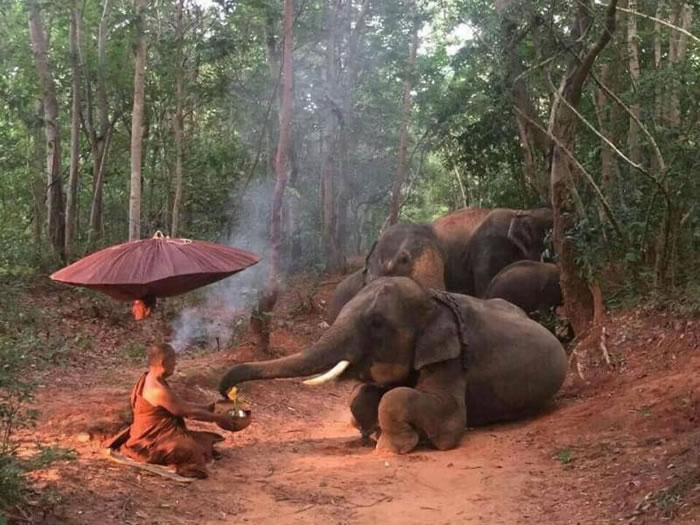 泰国4头大象森林中跪地拜苦僧侣?