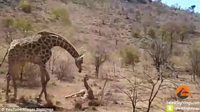 南非两只狮子要捕猎断脚的孩子 长颈鹿妈妈扑救