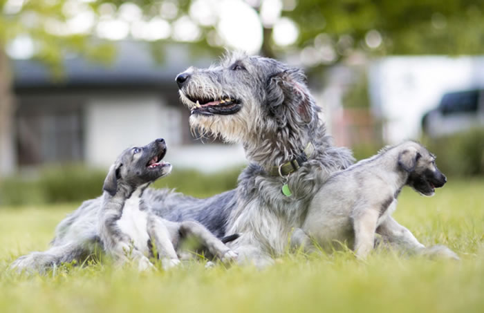历史时刻:南非出生首对狗双胞胎