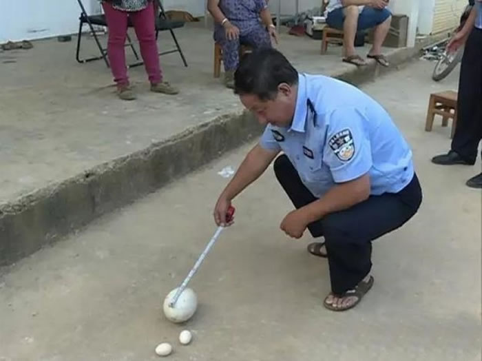 巨蛋长17厘米,宽12厘米,重1.9公斤。