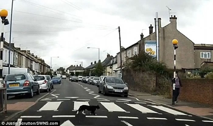 英国聪明猫遵守交通规则过马路走斑马线