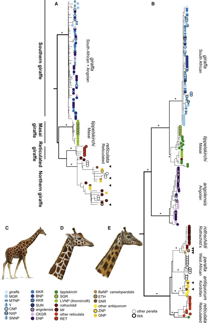 《当代生物学》：长颈鹿原来有四种而不是一种