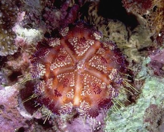 火海胆的刺痛会令人留下烙印。