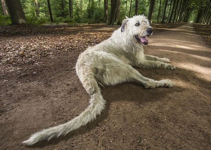 尾巴最长的狗。