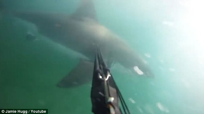 美国加州男子潜水遭巨鲨咬脚 以为友人“整蛊”