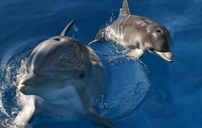 研究发现宽吻海豚能以声音沟通