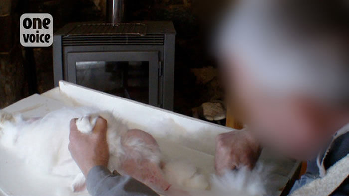 法国农民没有将安哥拉兔麻醉,直接活剥兔毛。