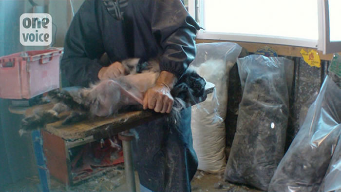 有些残忍的农民,甚至直接敲晕兔子拔毛。