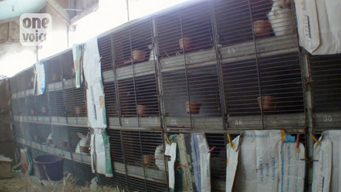 法国安哥拉兔的饲养环境,脏乱不堪。